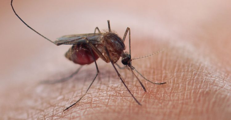 BioNTech using COVID jab technology to develop effective malaria vaccine