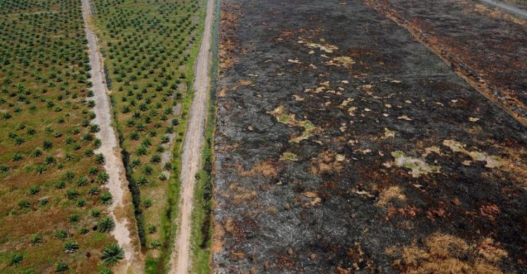 Green Pulse Podcast (Pt 2): How carbon credits can help save tropical forests